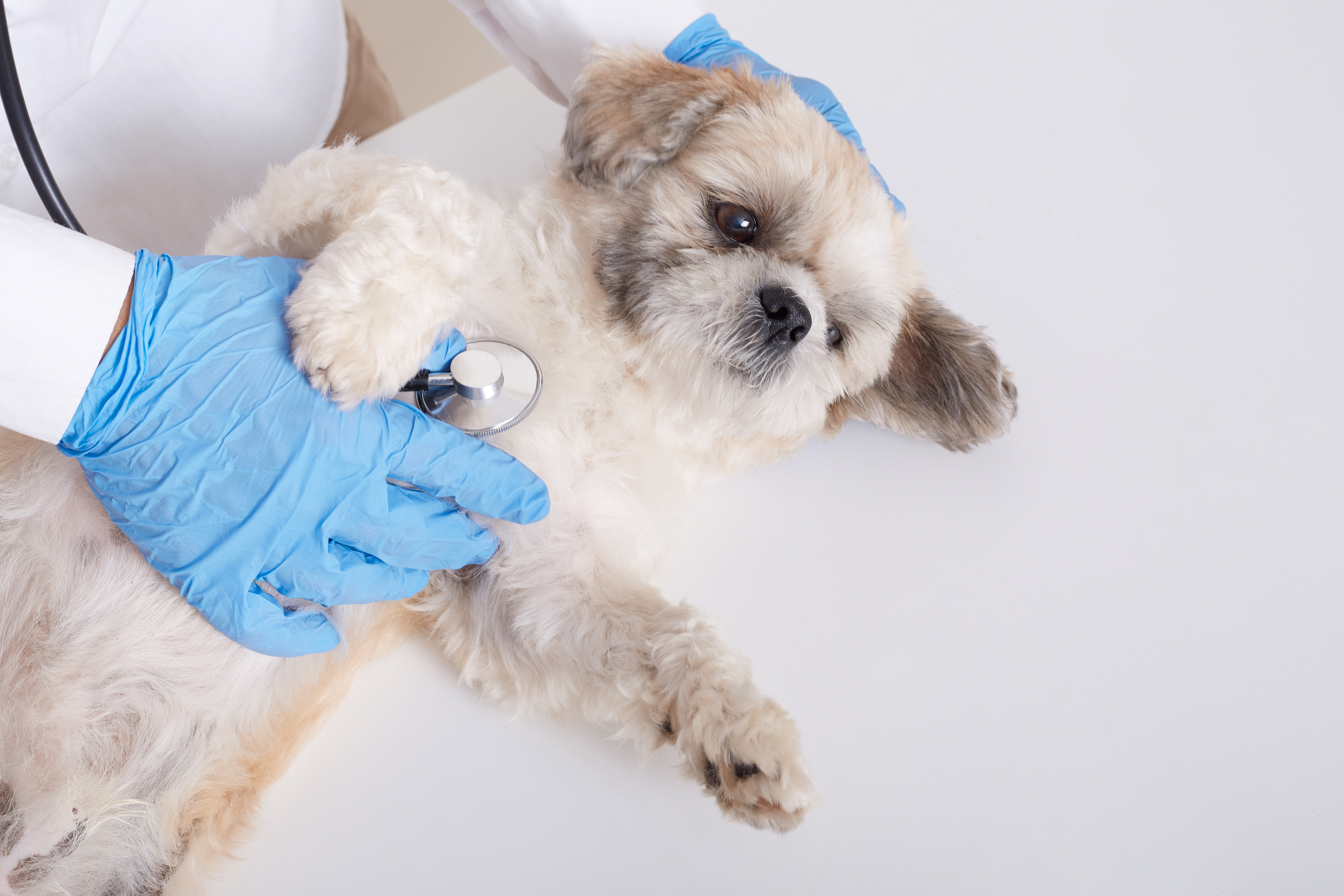 Faceless veterinarian examining pekinese dog with stethoscope, fluffy puppy lying on white table on his bag, pet need serious treatment in veterinary clinic.